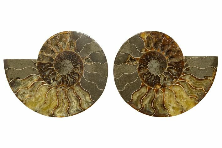 Cut & Polished, Agatized Ammonite Fossil - Madagascar #317504